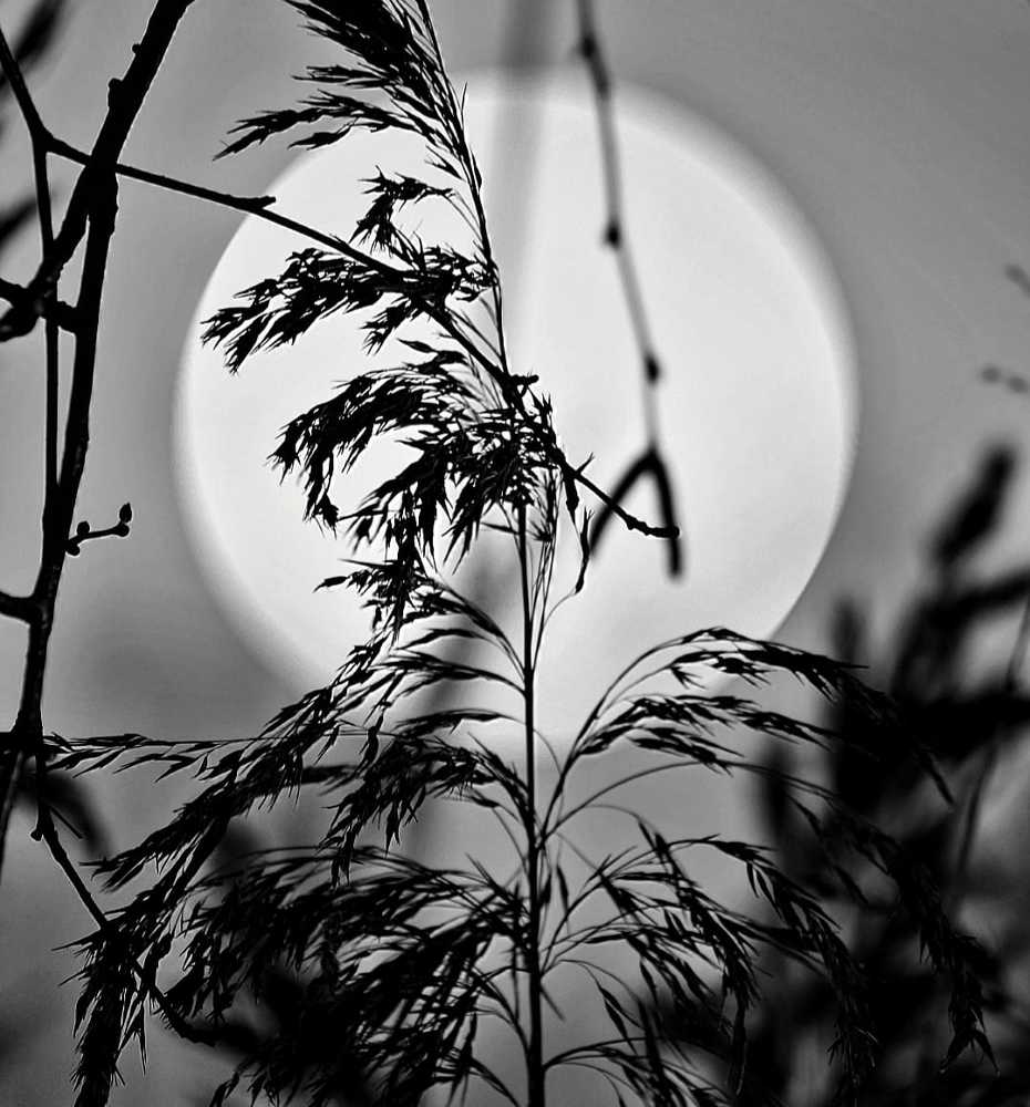 Photograph by Надежда Сабаева