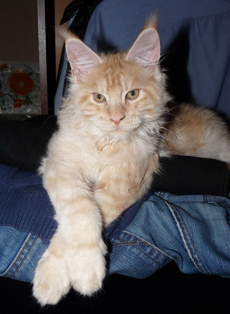 Домашний психолог