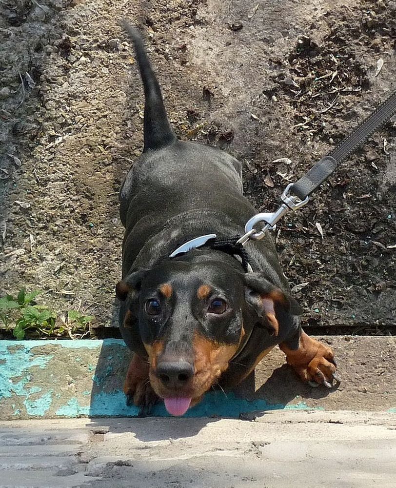 Я тоже хочу на подоконник!