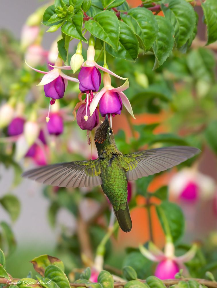 Photograph by Claudio Rojas