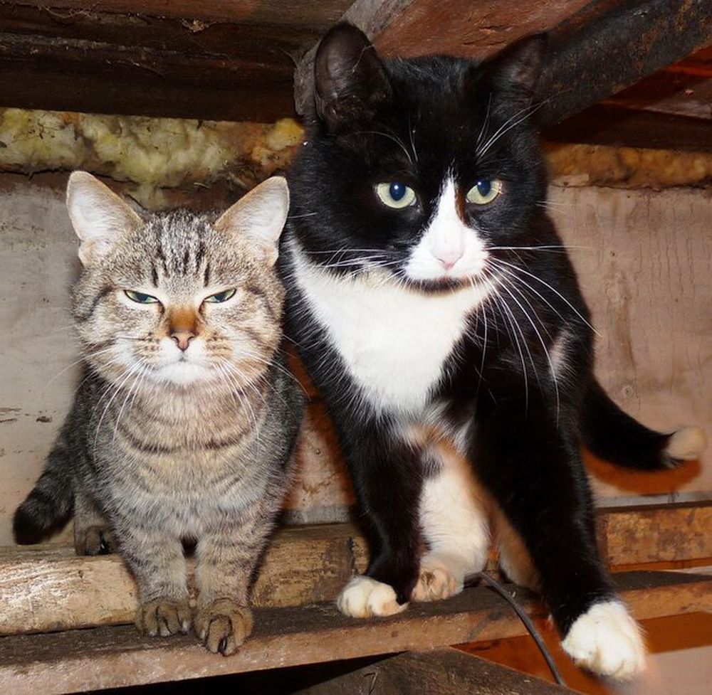 Бонни и Клайд