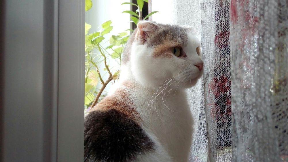 Photograph by Мария Петрова