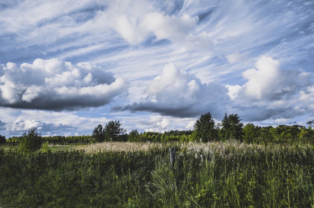 Сахарная вата