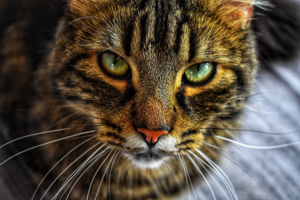 Фотография автора Livija Gotz