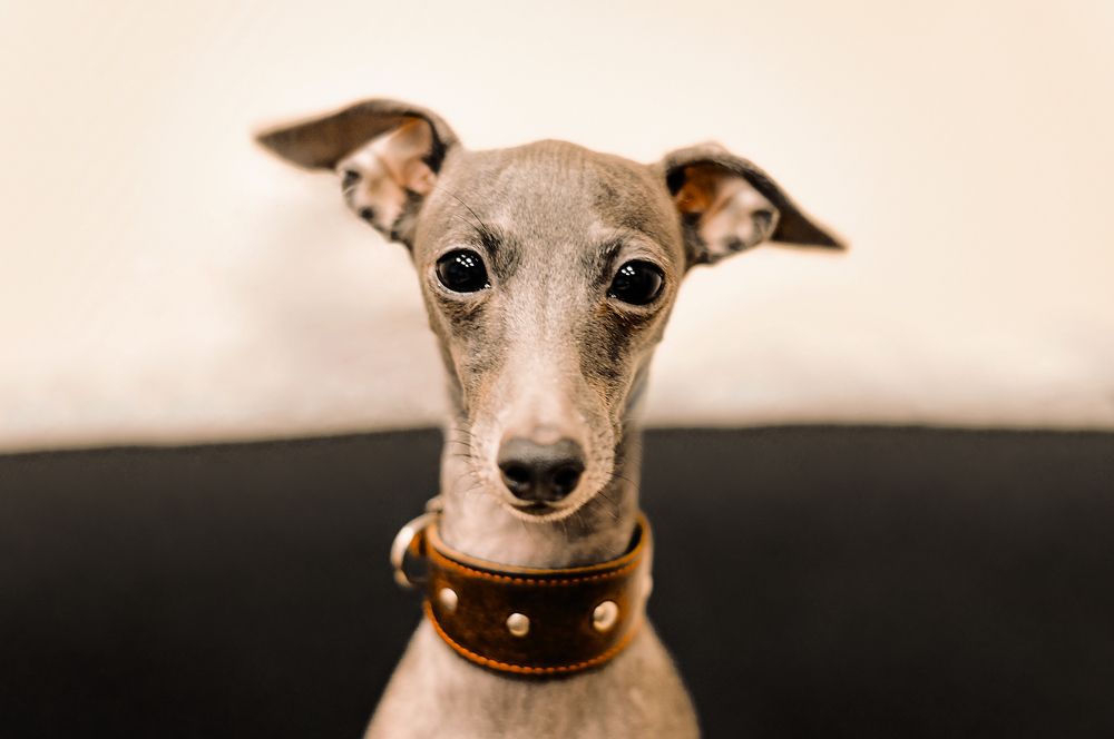 Левретка Симона