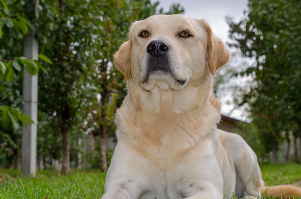 Фотография автора Stefan Alfred