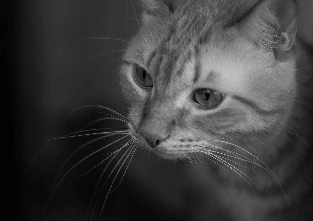 Photograph by Евгения Даниленко
