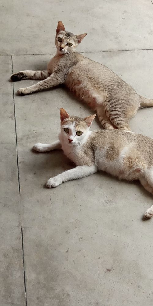 Фотография автора Tom Kottackal