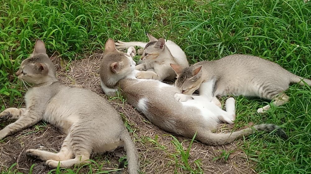 Фотография автора Tom Kottackal