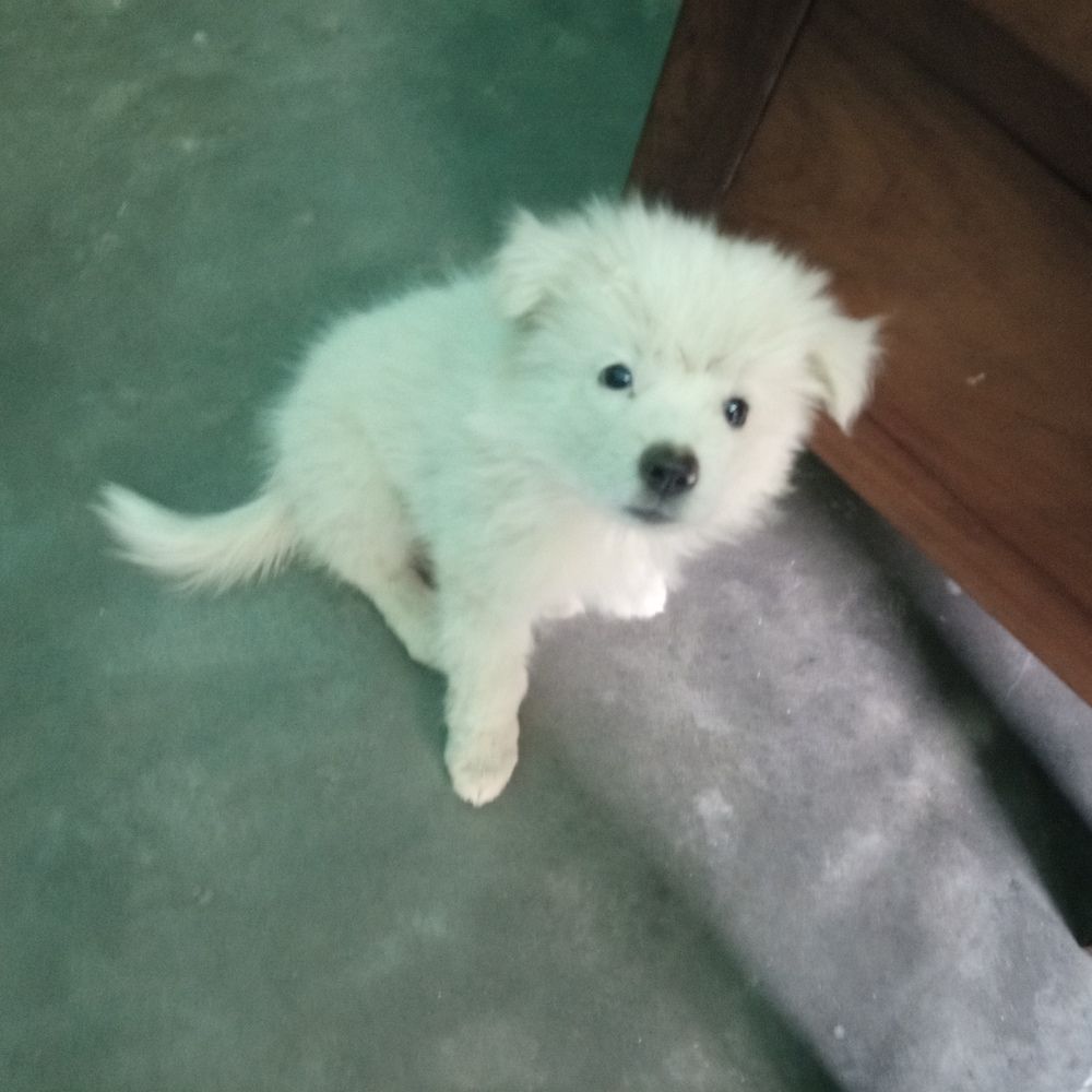 Фотография автора Tom Kottackal