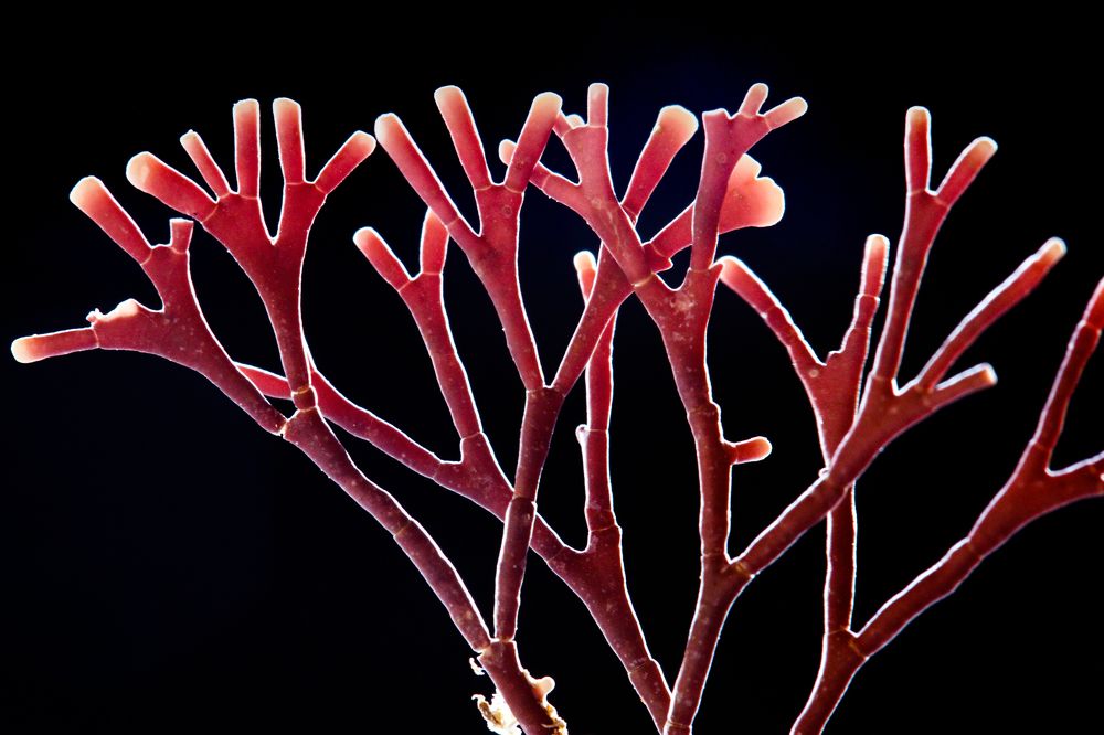 Photograph by Petro Hartman