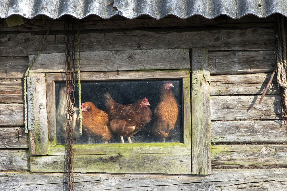 Photograph by Rolandas Valančauskas