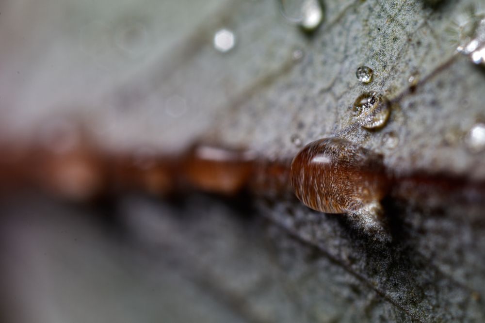 Photograph by Petro Hartman