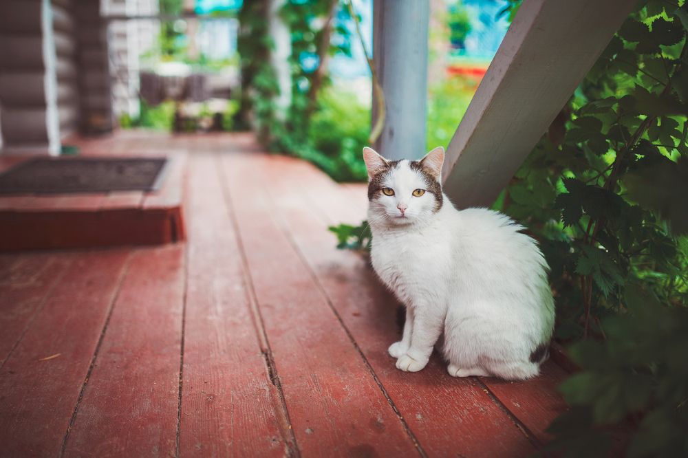 Photograph by Андрей Сериков