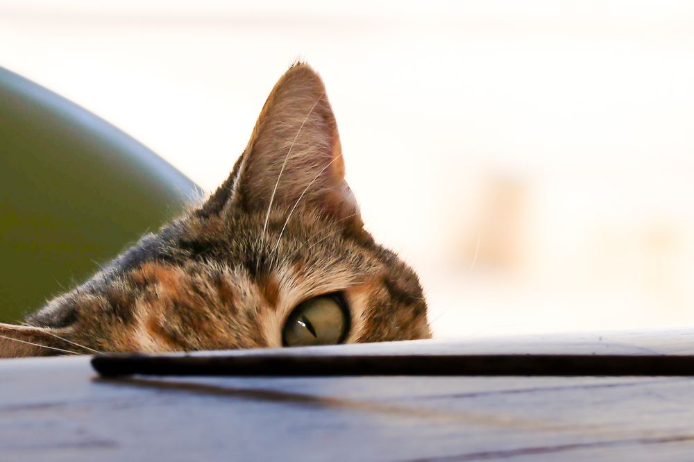 Photograph by Petro Hartman