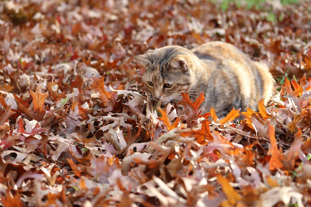 Photograph by Petro Hartman