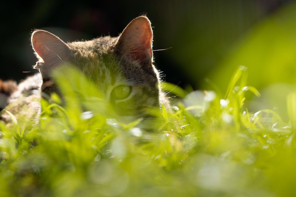 Photograph by Petro Hartman