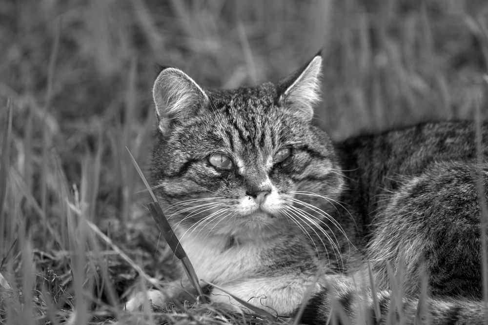 Photograph by Алексей Баландин