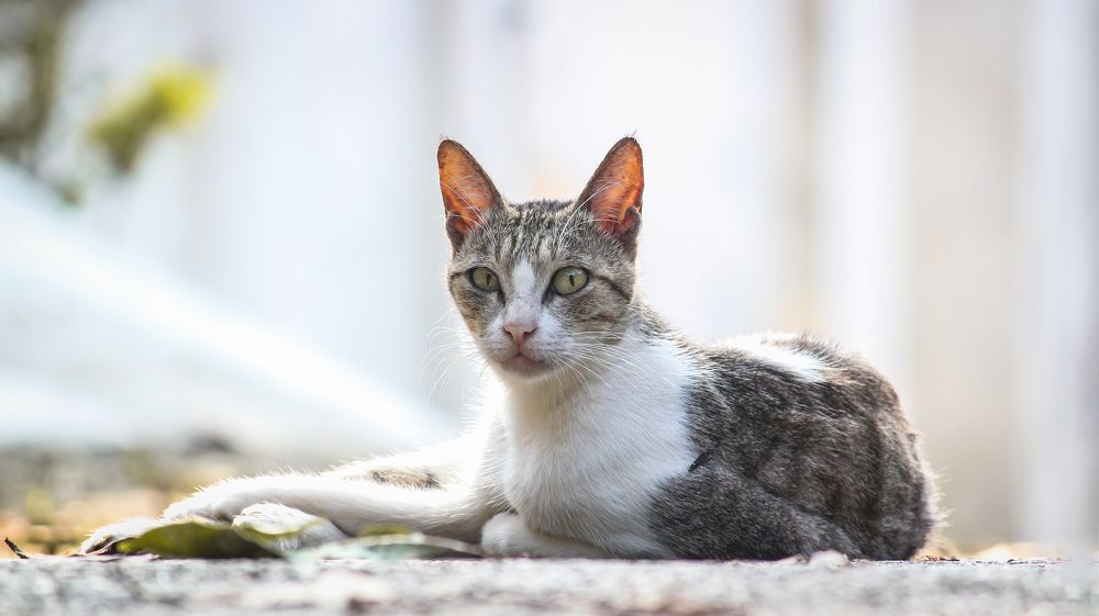 Photograph by Reethu