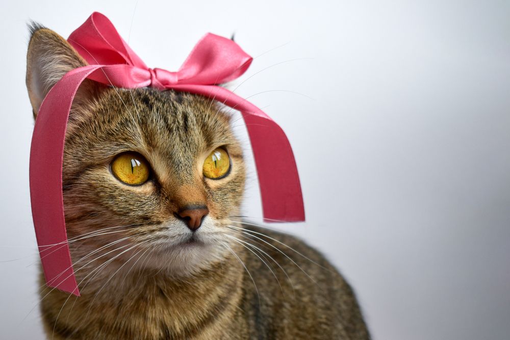 Photograph by Elena Lopatina