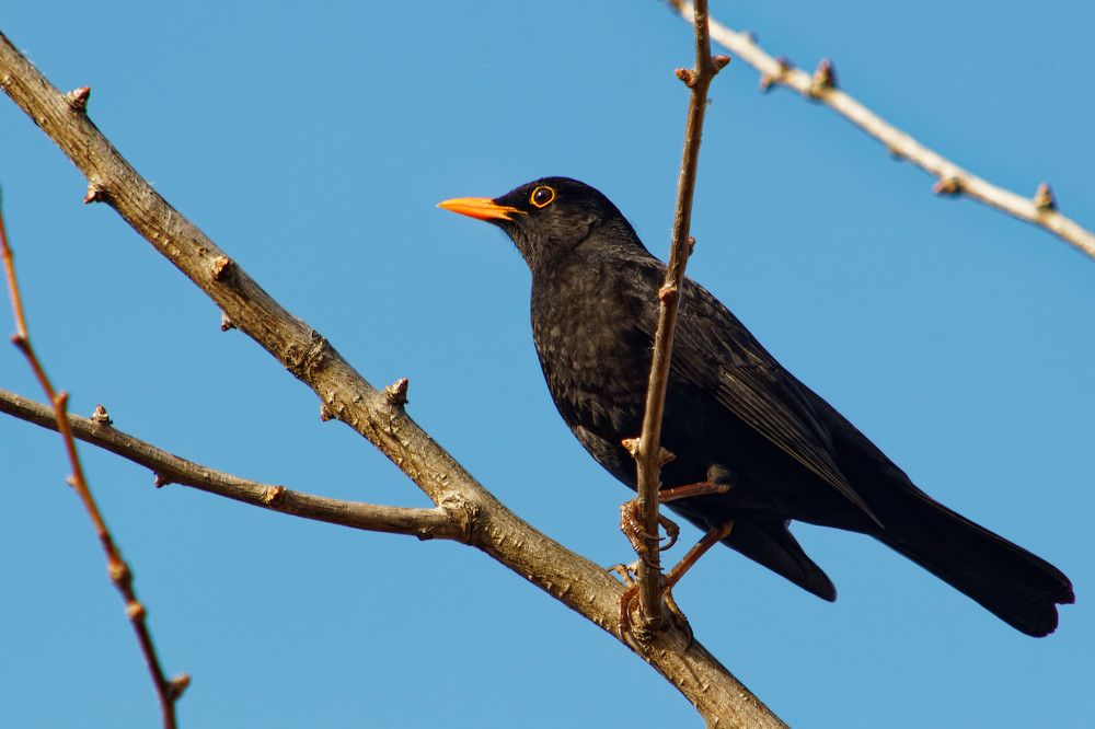 Photograph by Nagy Tibor