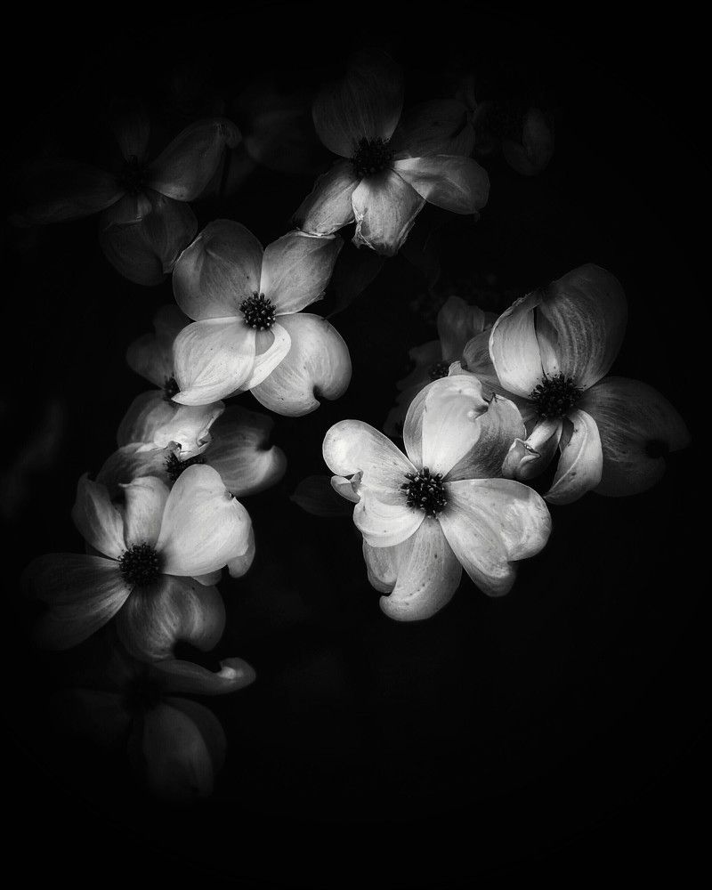 Dogwood
