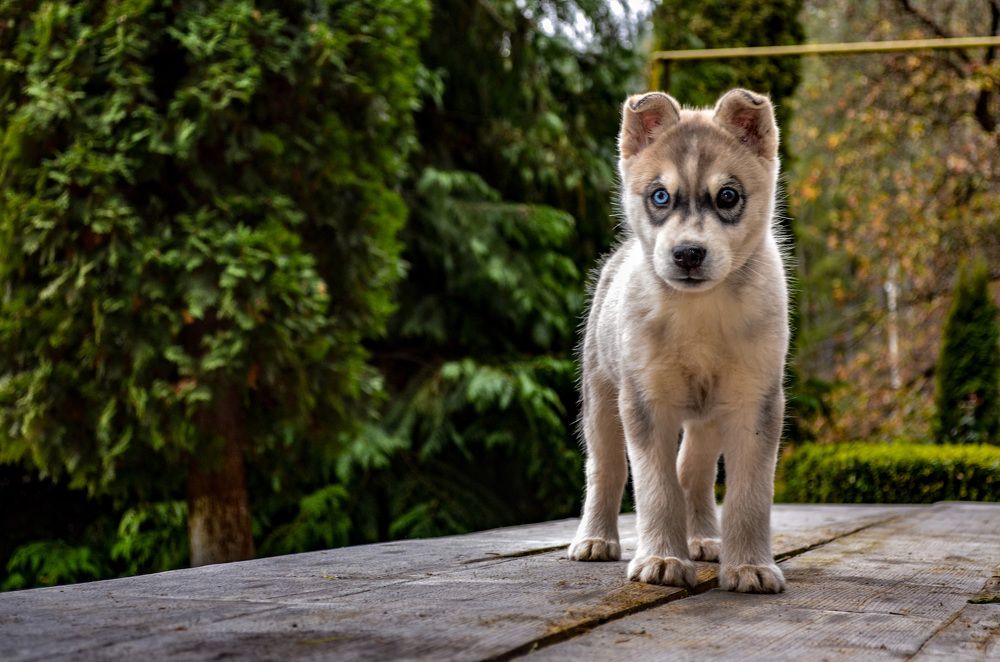 Фотография автора Stefan Alfred