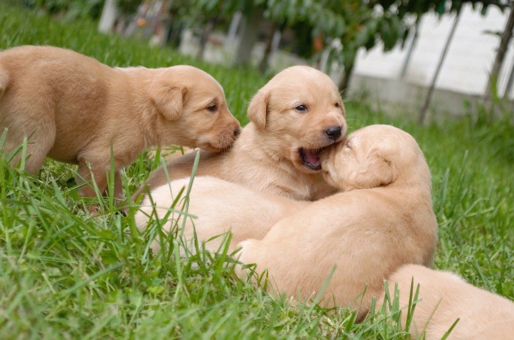 Фотография автора Stefan Alfred