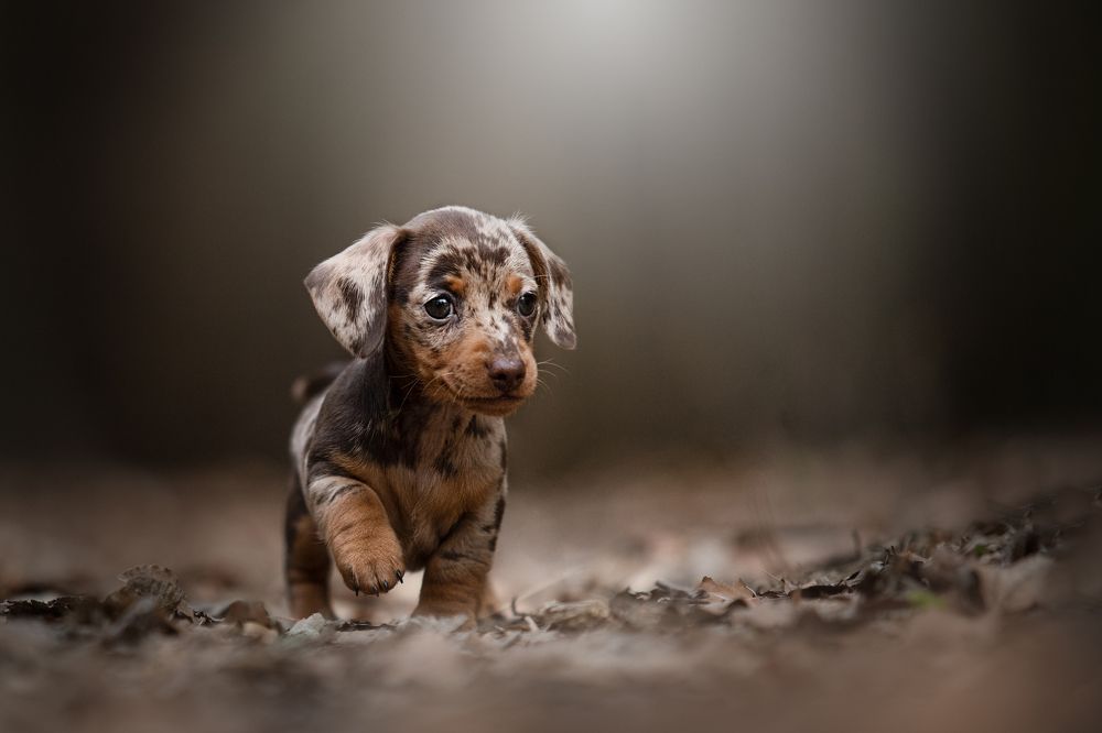 Photograph by Nikol Kopp