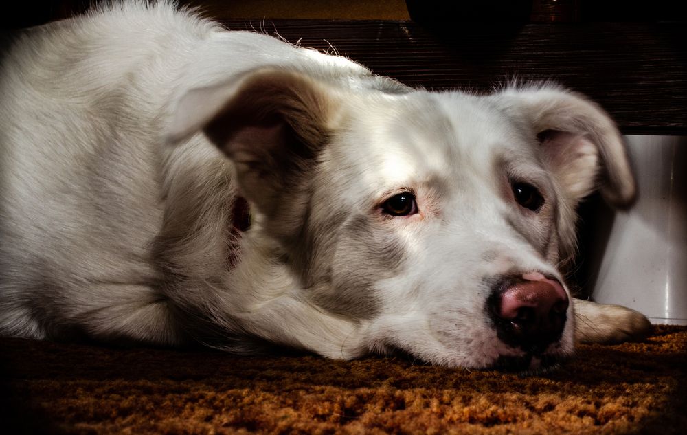 Дворянин Скай