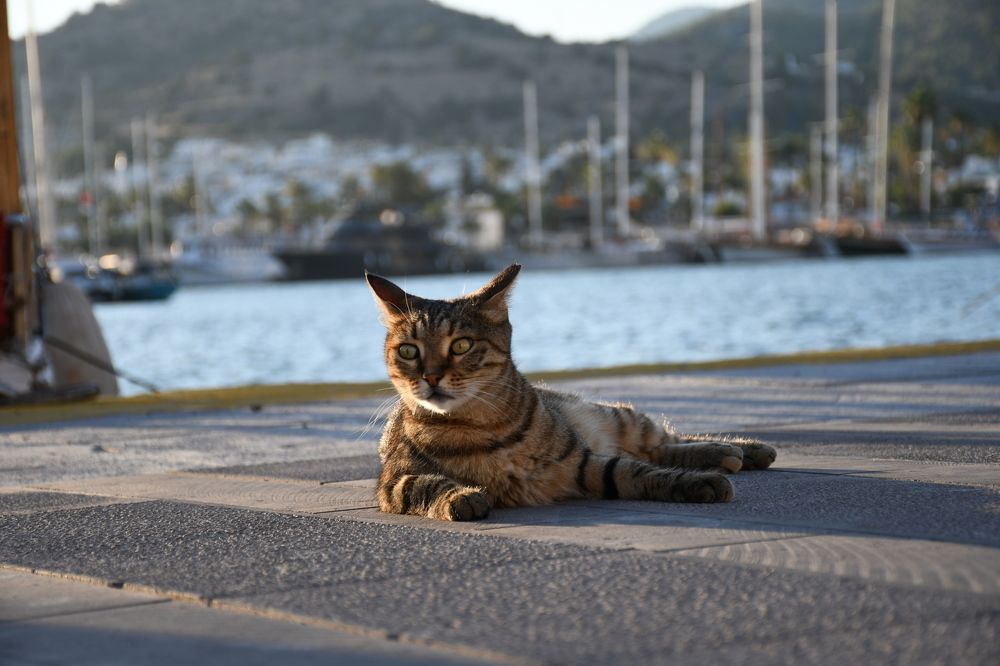 Photograph by Валентина Шахин