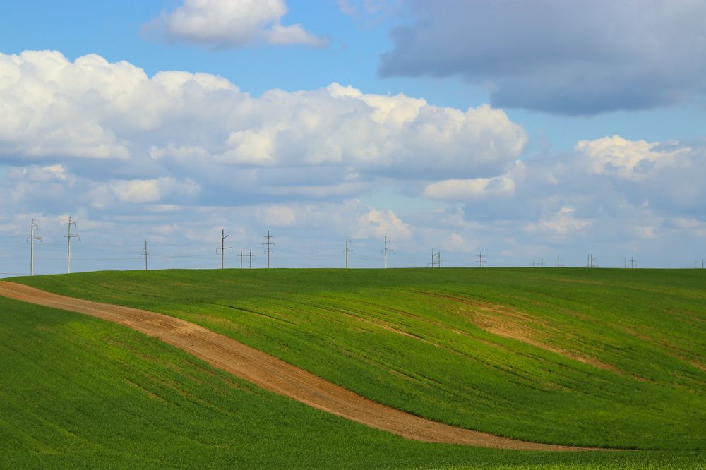 Зелёное пшеничное поле и пышные облака.