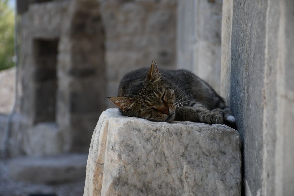 Photograph by Валентина Шахин