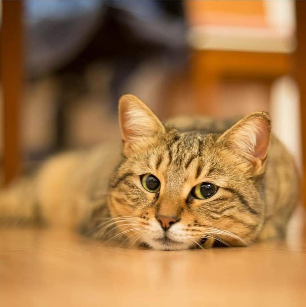 Эти глаза напротив