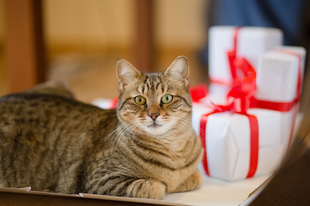 Photograph by Ketrin Ketrina