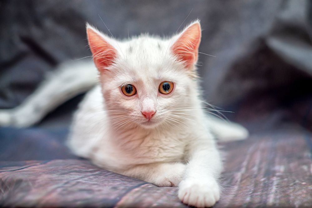 Photograph by Светлана Чижова