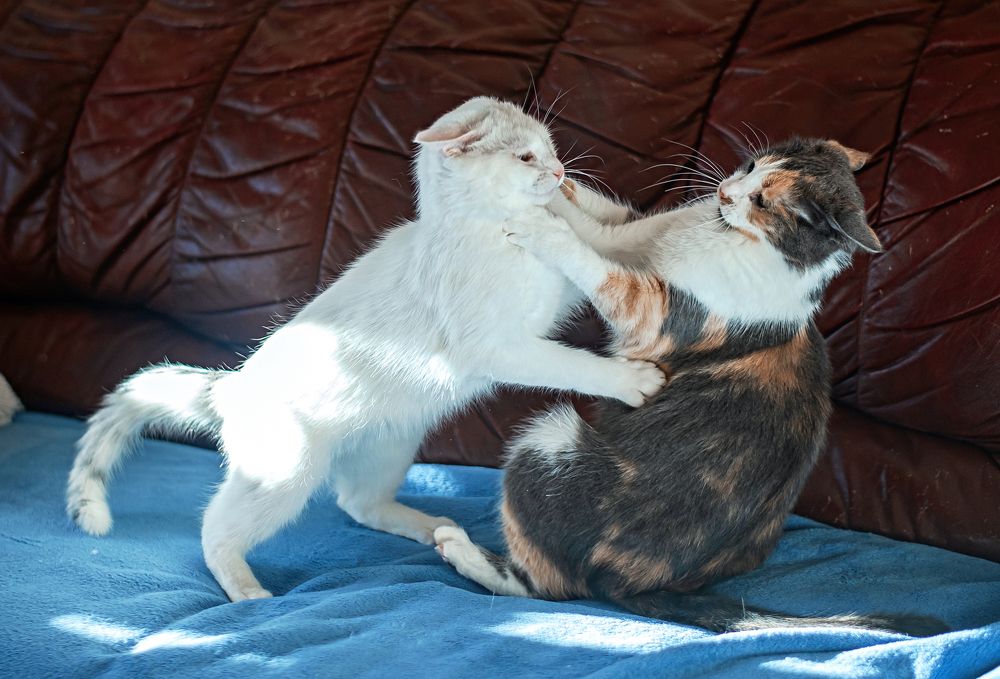 Photograph by Светлана Чижова