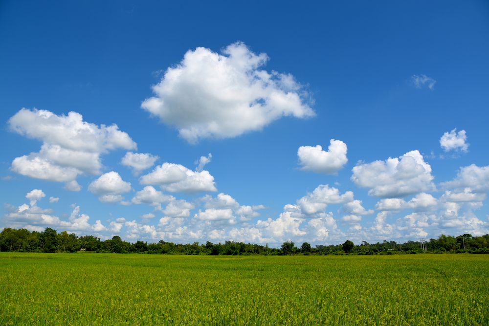 Photograph by  Md Shaheedul Alam