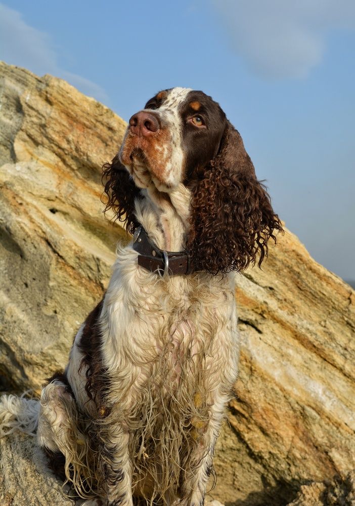 Терри - чемпионка России.
