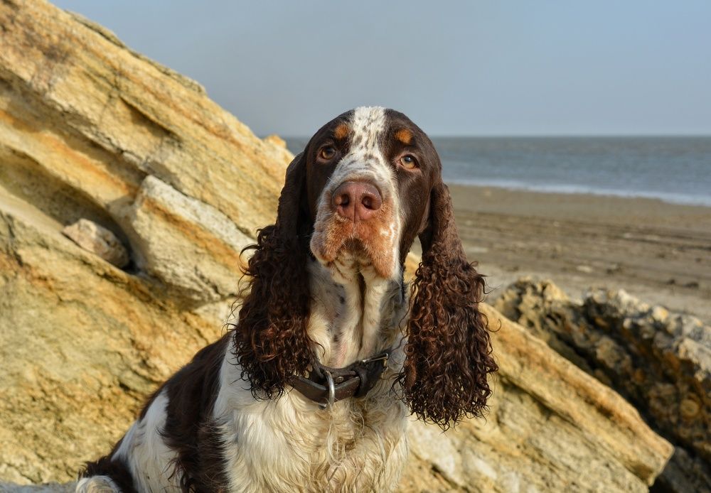 Терри - Английский спаниель.