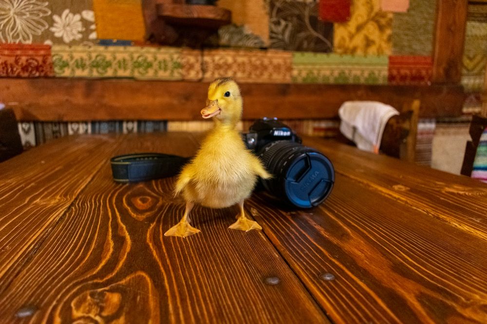 Photograph by Юлия Боровкова