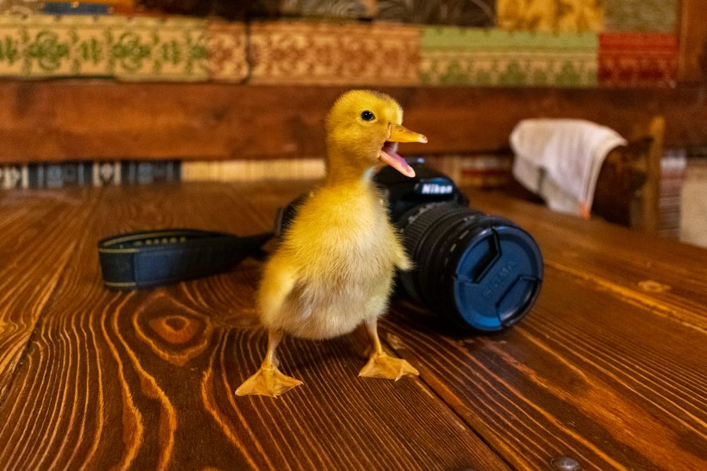 Photograph by Юлия Боровкова