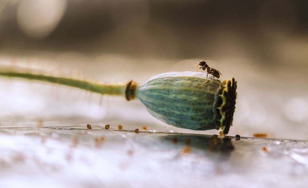 Photograph by Violeta Pas