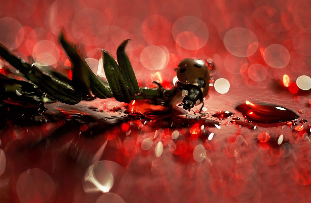 Photograph by Violeta Pas