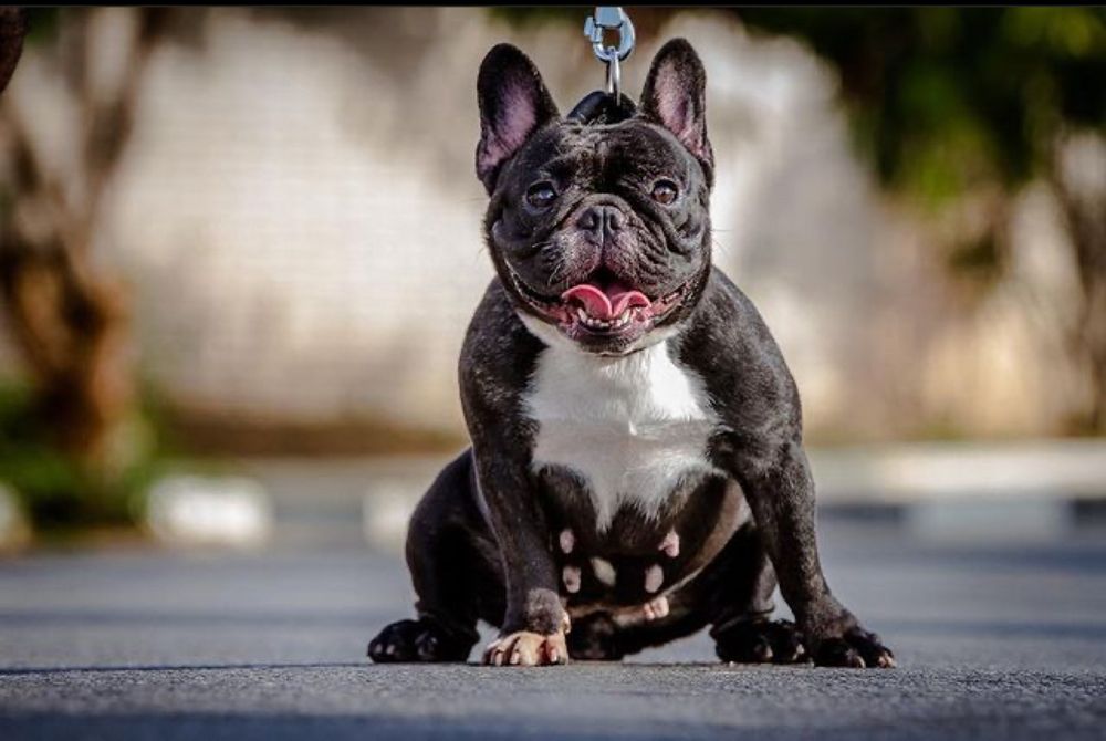 Фотография автора Adriano Anderson