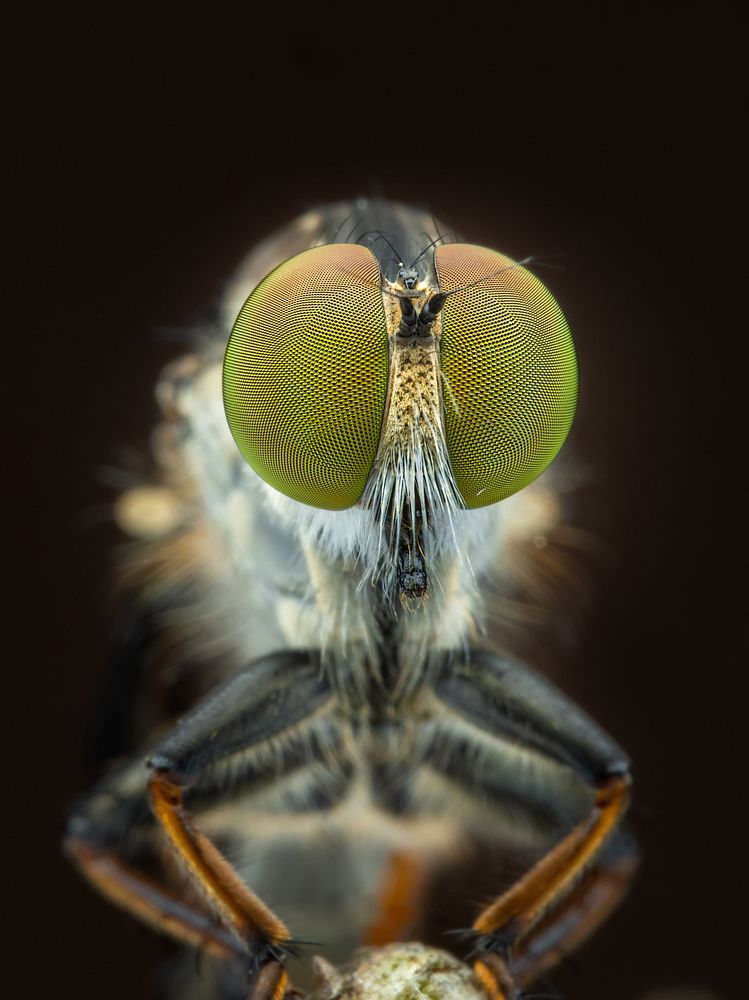 Photograph by VOON YIAN KHIAM