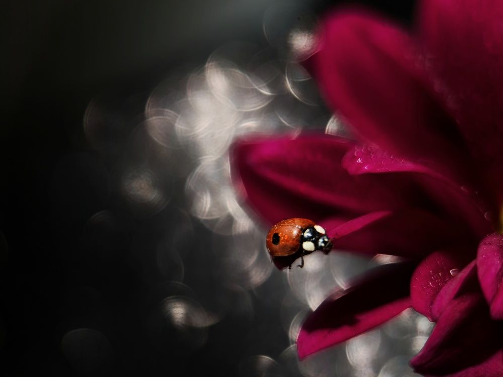 Photograph by Светлана Смирнова