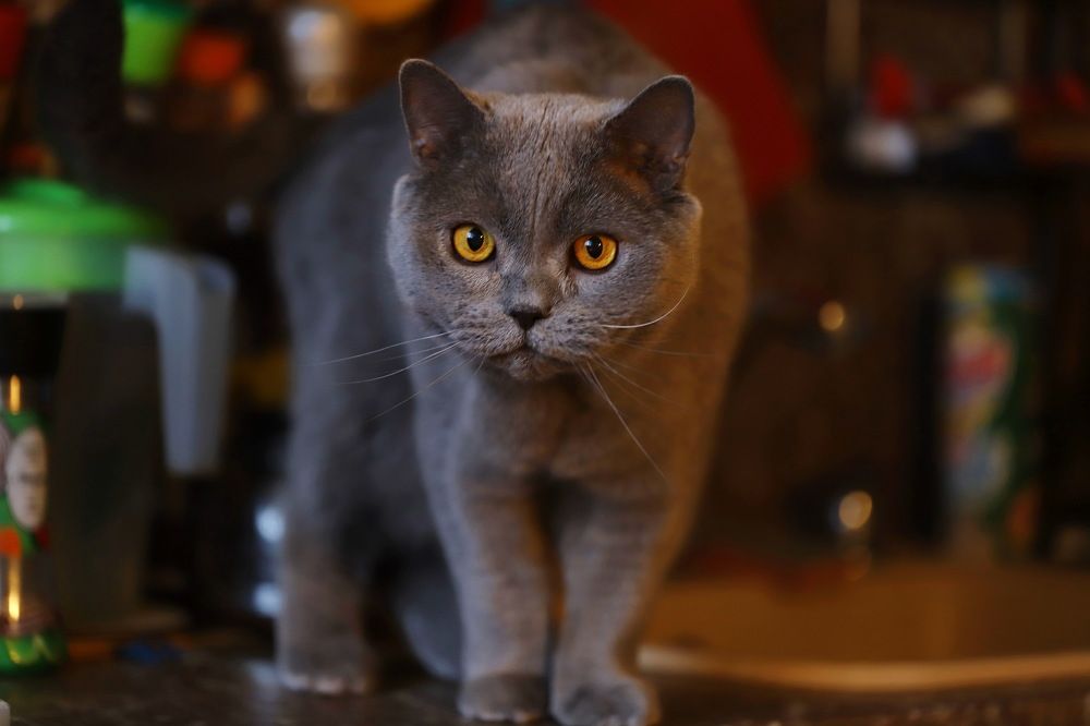 Photograph by Константин Лагоденко