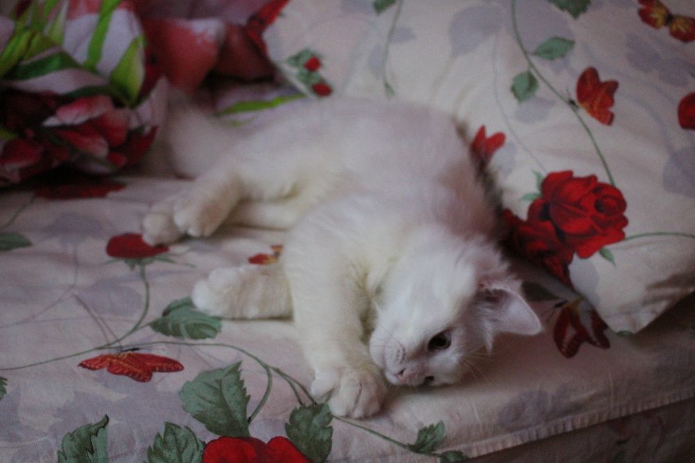 Photograph by Виталина Мельникова