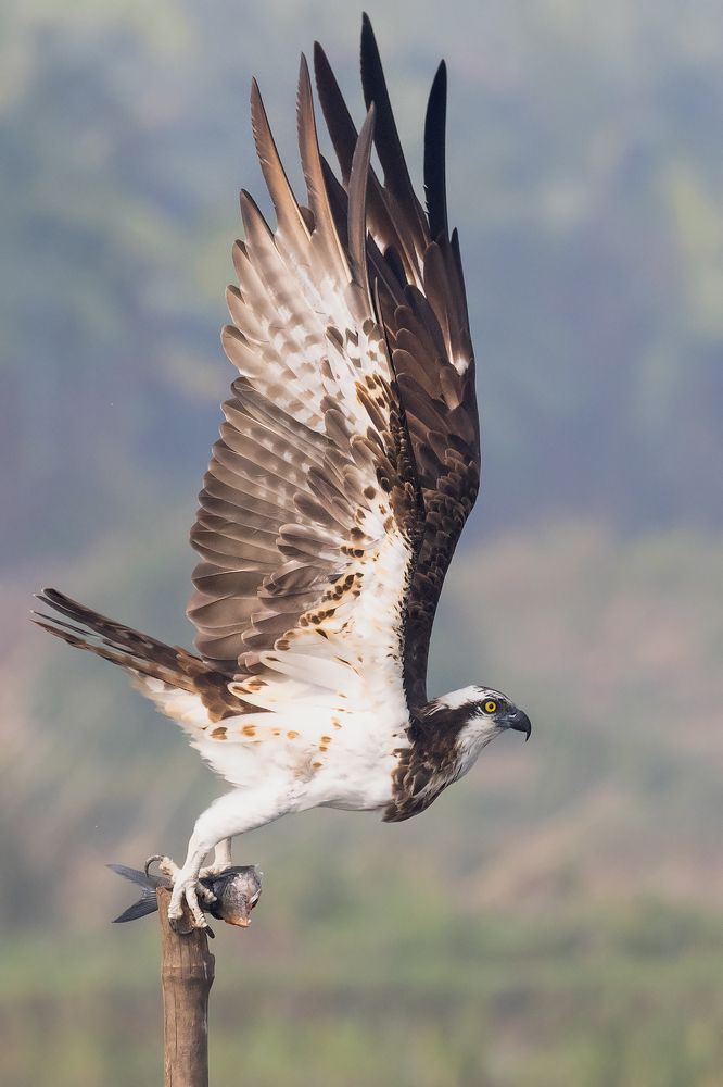 Photograph by Biswadip Ghosh